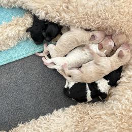 Teal Collar Girl - Cream female Goldendoodle puppy in Litchfield, Connecticut from Gracie Doodles CT