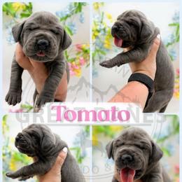 Tomato - Blue female Great Dane puppy in Sac City, Iowa from Northern Great Danes of Colorado & Iowa
