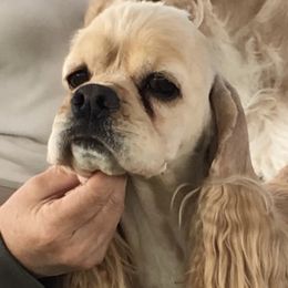 Eddie - Cocker Spaniel