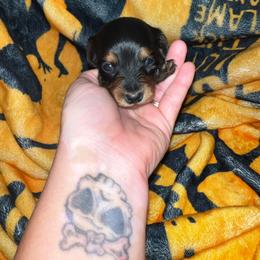 Arthur - Black and tan male Dachshund puppy in La Junta, Colorado from Royal King’s Mini Dachshunds