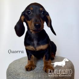 Quorra - Black and tan female Dachshund puppy in Royse City, Texas from Truehearted Miniature Dachshunds