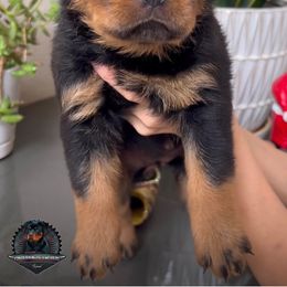 Rottweiler Puppies from Von Der Hing Rottweilers
