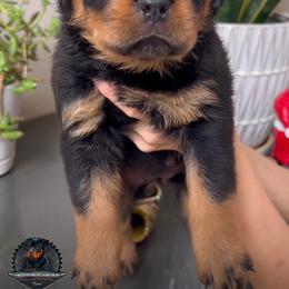 Rottweiler Puppies from Von Der Hing Rottweilers