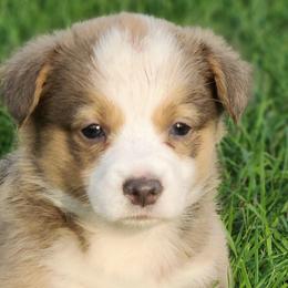 American Corgis and Pembroke Welsh Corgis from Sliding stop corgis