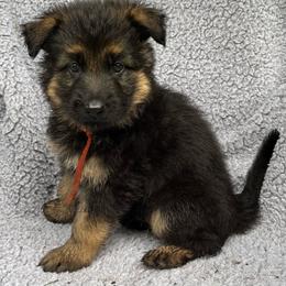 Boy 5 - Black and tan male German Shepherd puppy in Allentown, Pennsylvania from VMH Shepherds