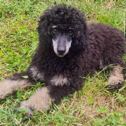 Poodle Puppies from Bindi's Pups