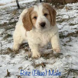 Ritz - Parti male Goldendoodle puppy in De Pere, Wisconsin from Kinzor Kennels