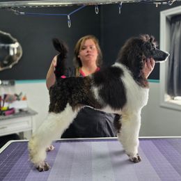 Brindle male - Brindle male Poodle puppy in Parker, Colorado from Pawsh K9’s