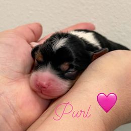 Purl - Tri-color female Cavalier King Charles Spaniel puppy in Eau Claire, Wisconsin from Regal Cavaliers