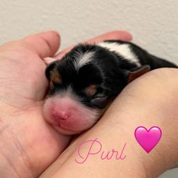 Purl - Tri-color female Cavalier King Charles Spaniel puppy in Eau Claire, Wisconsin from Regal Cavaliers