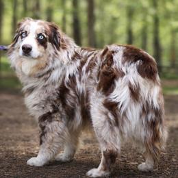 RJ - Australian Shepherd