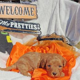 Carl - Red male Cavapoo puppy in Dallas, Texas from Halo's Heroes Doodles