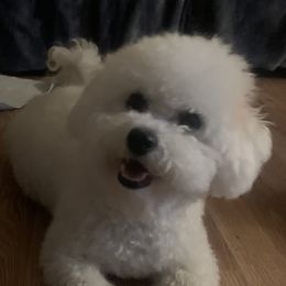 Annie - Bichon Frise