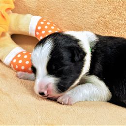 Girl 3 - Border Collie puppy in West Valley City, Utah from Field Stone Border Collies: FSBC