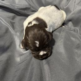 Girl 1 - Brown and gray female Wirehaired Pointing Griffon puppy in Jerome, Idaho from Double R Griffons