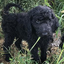 Drinian - Black Goldendoodle puppy in Kansas City, Missouri from Beary GoldenDoodles
