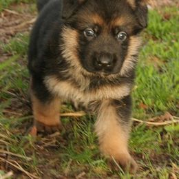 Australian Shepherd Puppies from Waldo German Shepherd Dogs