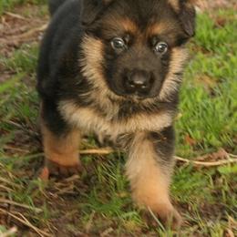 Australian Shepherd Puppies from Waldo German Shepherd Dogs