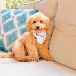 Sundae (Toy Size) - Apricot male Goldendoodle puppy in Elizabethtown, Kentucky from Reddy Poodles & Doodles
