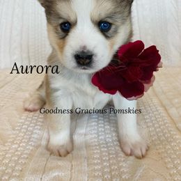 Pomsky Puppies from Goodness Gracious Pomskies