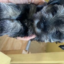 Miniature Schnauzer Puppies from Circle R Ranch