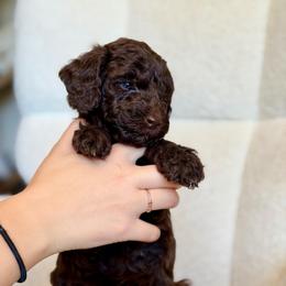 Toblerone - Chocolate male Goldendoodle puppy in Twin Falls, Idaho from Burrow & Bone