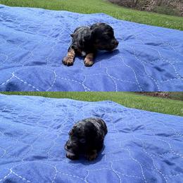 Macaroni - Black and tan female Cockapoo puppy in Clarks Summit, Pennsylvania from M&M Cockapoos