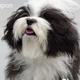 Biscuit - Havanese