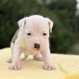 Happy - Red brindle male American Staffordshire Terrier puppy in Guilford County, North Carolina from Explicit Kennel
