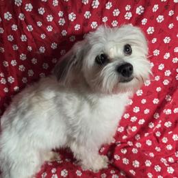 Soda - Havanese