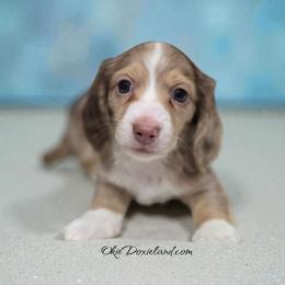 Doc - Chocolate and cream male Dachshund puppy in Oklahoma City, Oklahoma from OkieDoxieland Dachshunds