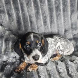 OLIVE - Piebald female Dachshund puppy in Swink, Oklahoma from Palali Farm