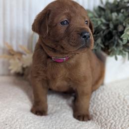 Ken - Yellow male Labrador Retriever puppy in Angola, Indiana from Reniers Labrador Retrievers