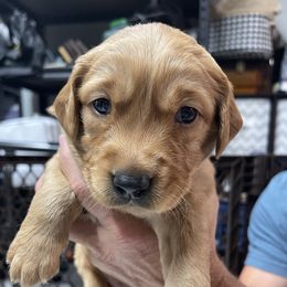 Boy 3 - Dark golden Golden Retriever puppy in Lake Winnebago, Missouri from Hunt 'Em Up Goldens