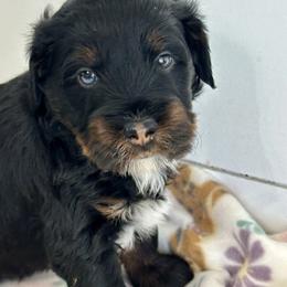 Finn - Black tri-color male Aussiedoodle puppy in Charlestown, Indiana from Forever Aussies and A Doodle
