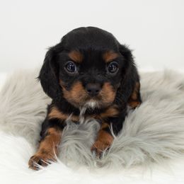 Cavalier King Charles Spaniel Puppies from Heritage Garden Cavaliers