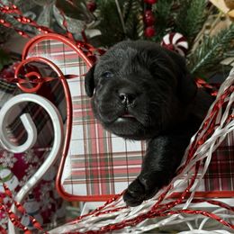 Tinsel - Black female Labrador Retriever puppy in Dixon, California from Rosslyn Labradors (Rose-Line)