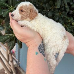 Francesca - Parti female Goldendoodle puppy in Barstow, California from Golden Desert Doodles