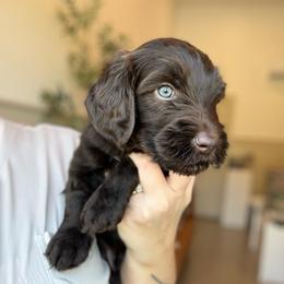 Orion - Chocolate male Goldendoodle puppy in Soddy Daisy, Tennessee from The W Doods