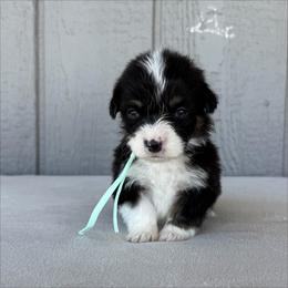 Girl 1 - Black and tan female Pembroke Welsh Corgi puppy in Mc Cammon, Idaho from Sunny J Corgis and Mini Americans