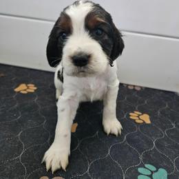 Flint - Black white and tan male English Springer Spaniel puppy in Columbia, North Carolina from Columbia Spaniels