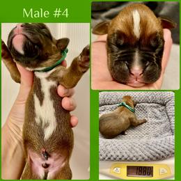 Green - 4th born - Fawn male Boxer puppy in Brownsville, Oregon from Vincent's Pride Boxers ~ Dudley's Dream Boxers