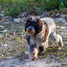 Theo - Cavapoo