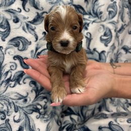 Boo - Cream male Goldendoodle puppy in Umatilla, Florida from Darling Doodles