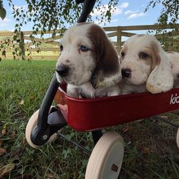 Green Collar Male - Mahogany and white male Basset Hound puppy in Manchester, Tennessee from Middle TN Leopard Catahoulas and Middle TN Bassett Hounds