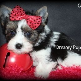 AKC Candy - Black tan and white female Biewer Terrier puppy in Kennesaw, Georgia from Dreamy Pups
