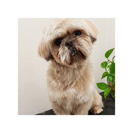 Lukas ✨️ - Shih Tzu