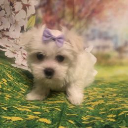 Holly - White female Maltese puppy in North Myrtle Beach, South Carolina from Perfect Puppies