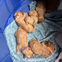 Cavapoo Puppies from Teddy & Elly Litter