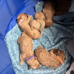 Cavapoo Puppies from Teddy & Elly Litter